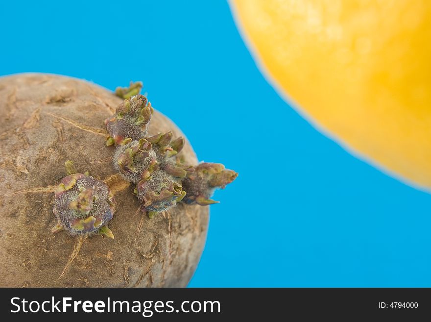 Potato's tuber germinate with striving to lemon sun in the blue background. Potato's tuber germinate with striving to lemon sun in the blue background