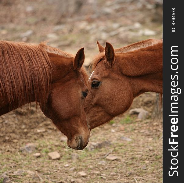 Pair of arabian geldings greeting each other. Pair of arabian geldings greeting each other