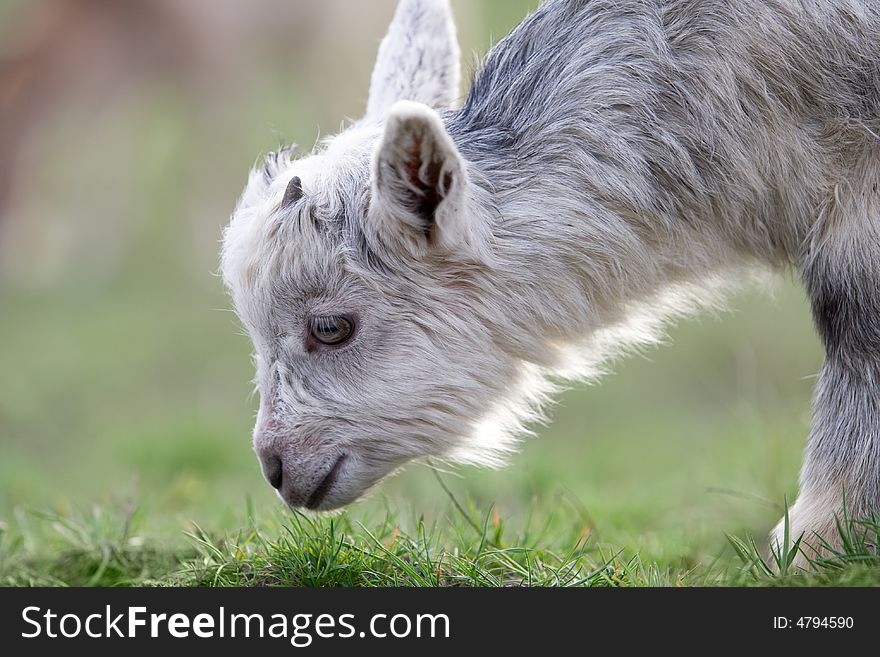 Little Goat On The Meadow