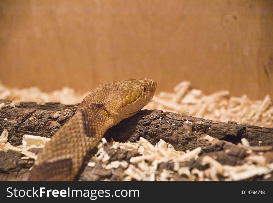 Snake in terrarium close-up shot. Snake in terrarium close-up shot