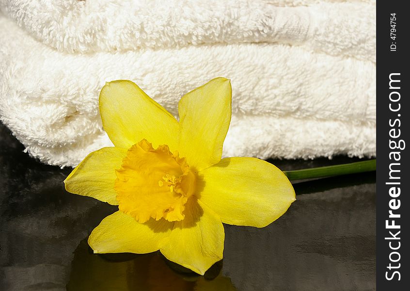Narcissus on a background of a white towel. Narcissus on a background of a white towel