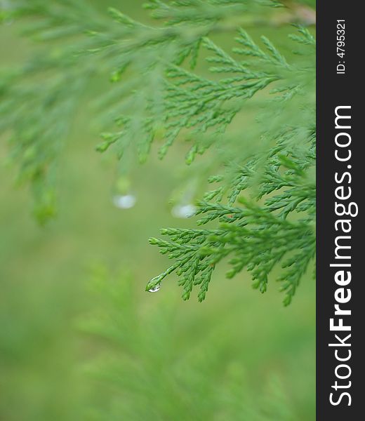 Green conifer branch with dew