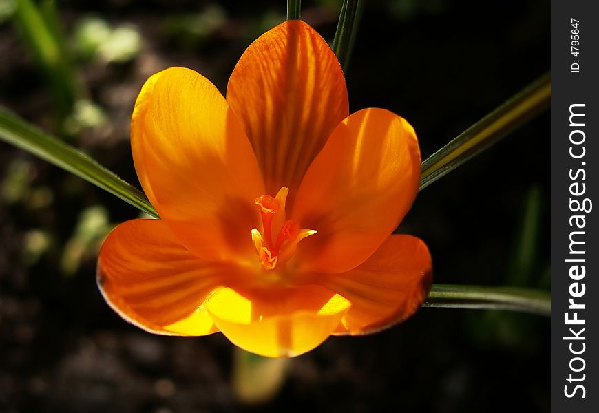 Macro shot of wide open yellow fuscotinctus crocus from the top. It's placed against black background. You can see dark stripes on the petals which have golden like color. Macro shot of wide open yellow fuscotinctus crocus from the top. It's placed against black background. You can see dark stripes on the petals which have golden like color.