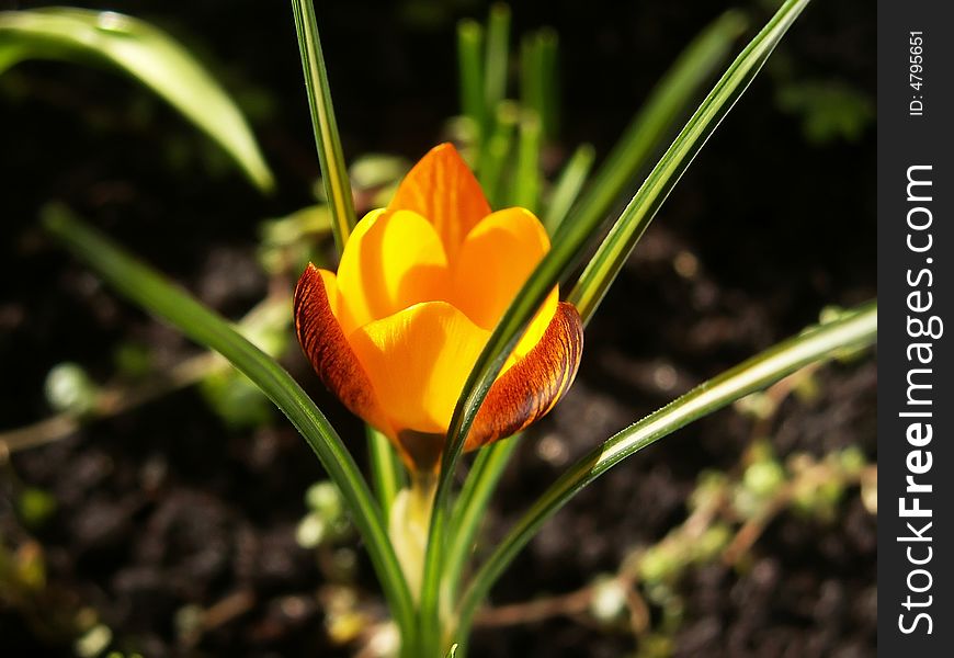 Close-up of yellow crocus from the side. It have dark stripes on the gold colored petals and green leafs with white stripes. Close-up of yellow crocus from the side. It have dark stripes on the gold colored petals and green leafs with white stripes.