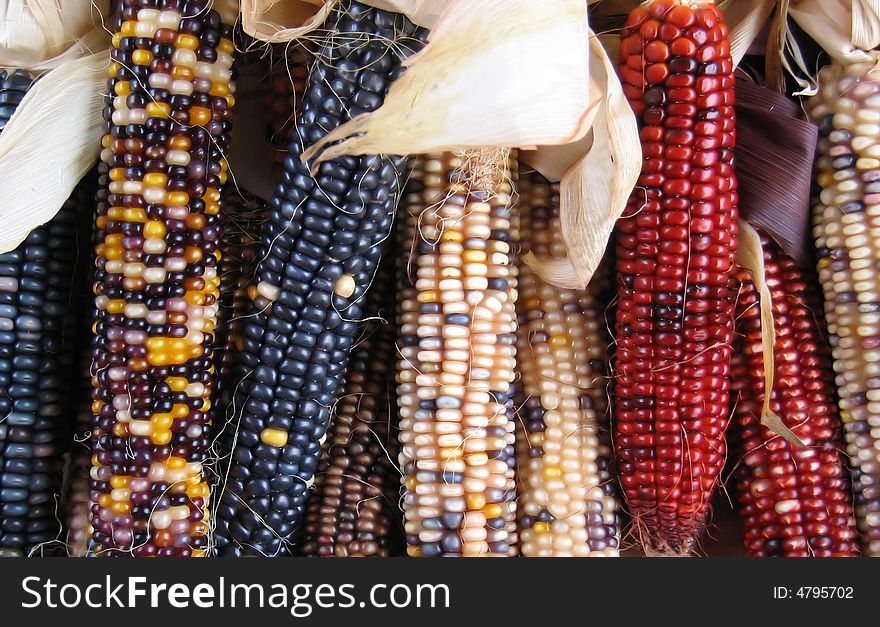 The colorful corns harvest in autumn. The colorful corns harvest in autumn