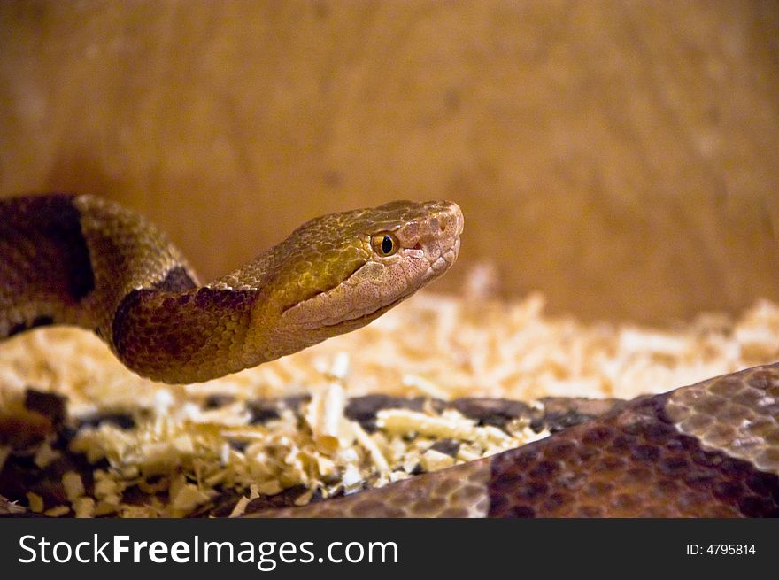 Poison snake shot in terrarium