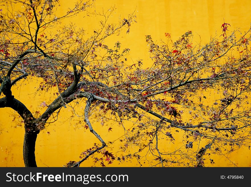 Wilting maple with yellow background