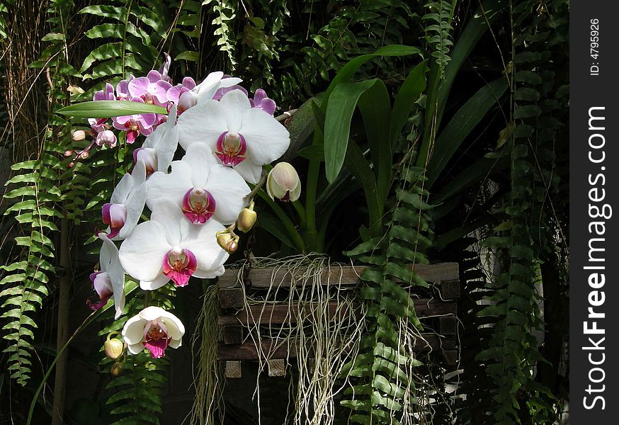 A cluster of orchids in a garden setting. A cluster of orchids in a garden setting