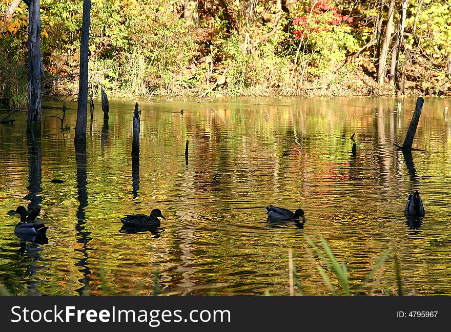 Ducks swimming in autumn lake. Ducks swimming in autumn lake