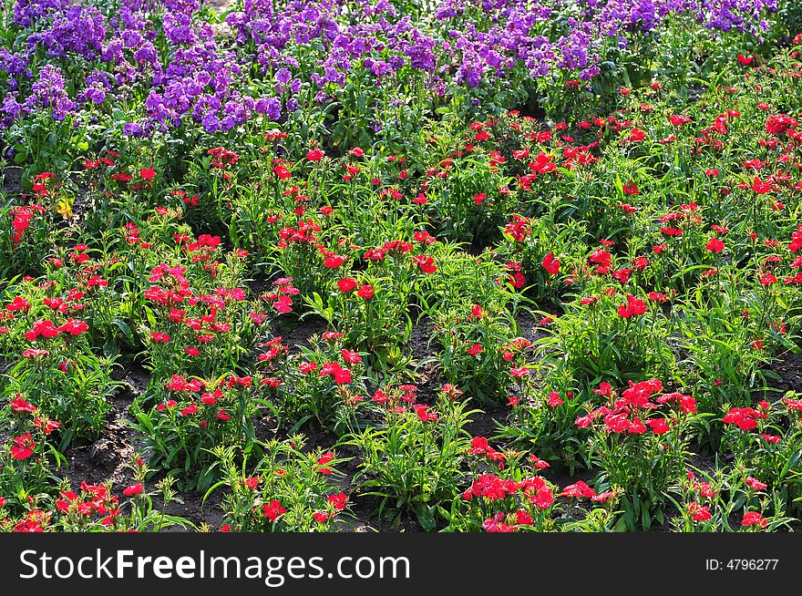 Land of flowers sea