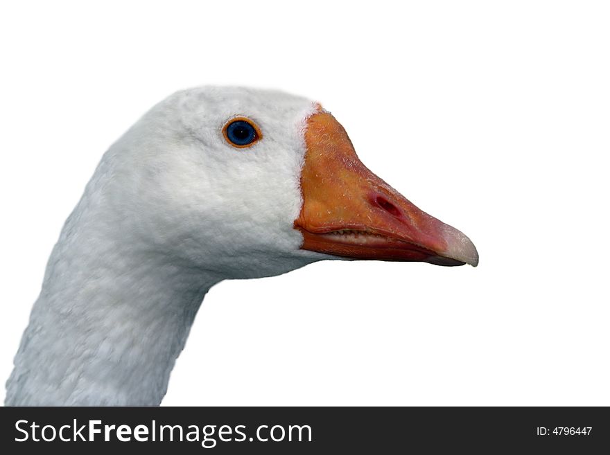 Duck portrait in a white background. Duck portrait in a white background