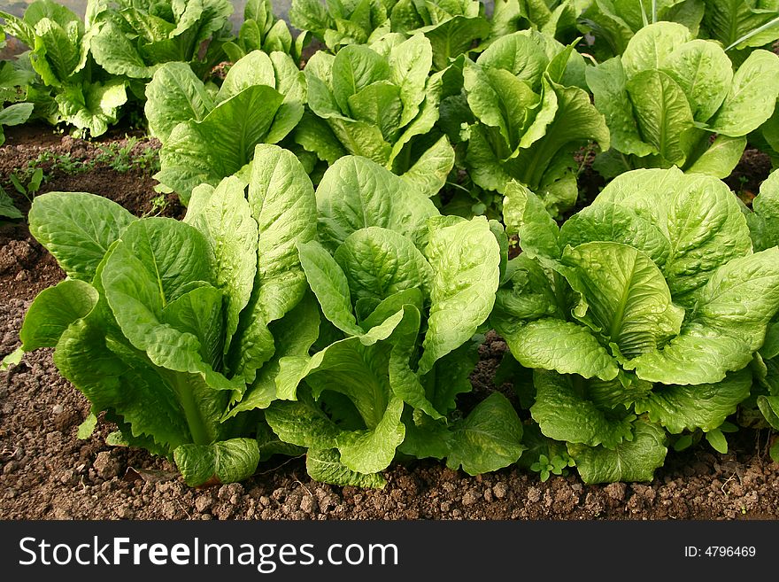 Lettuce Bed In Greenhouse