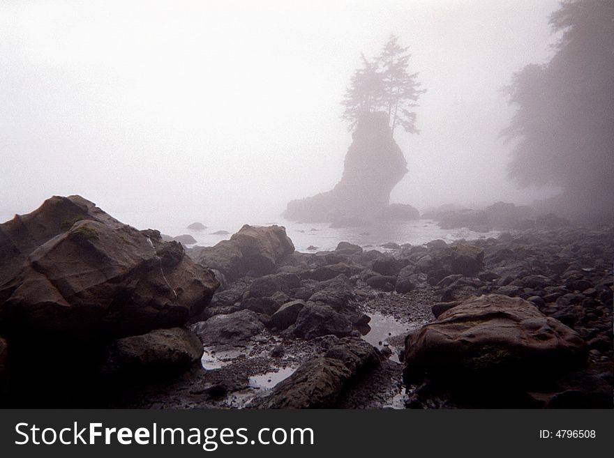 Beach island fog ocean tree