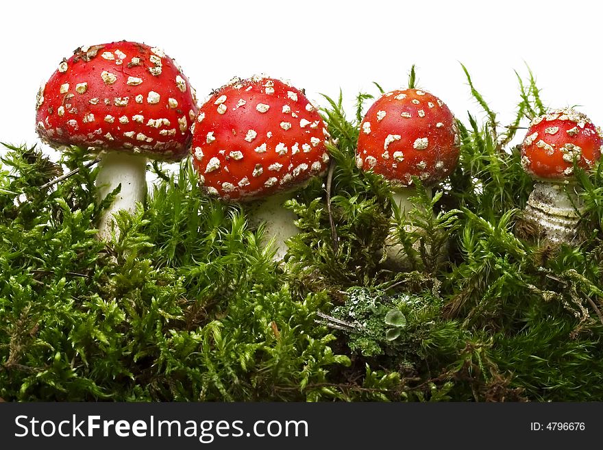 Red mushrooms and moss isolated on white. Red mushrooms and moss isolated on white