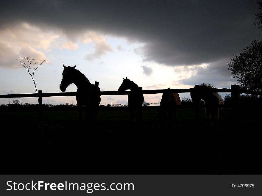 Horses pictured against the early evening sky. Horses pictured against the early evening sky
