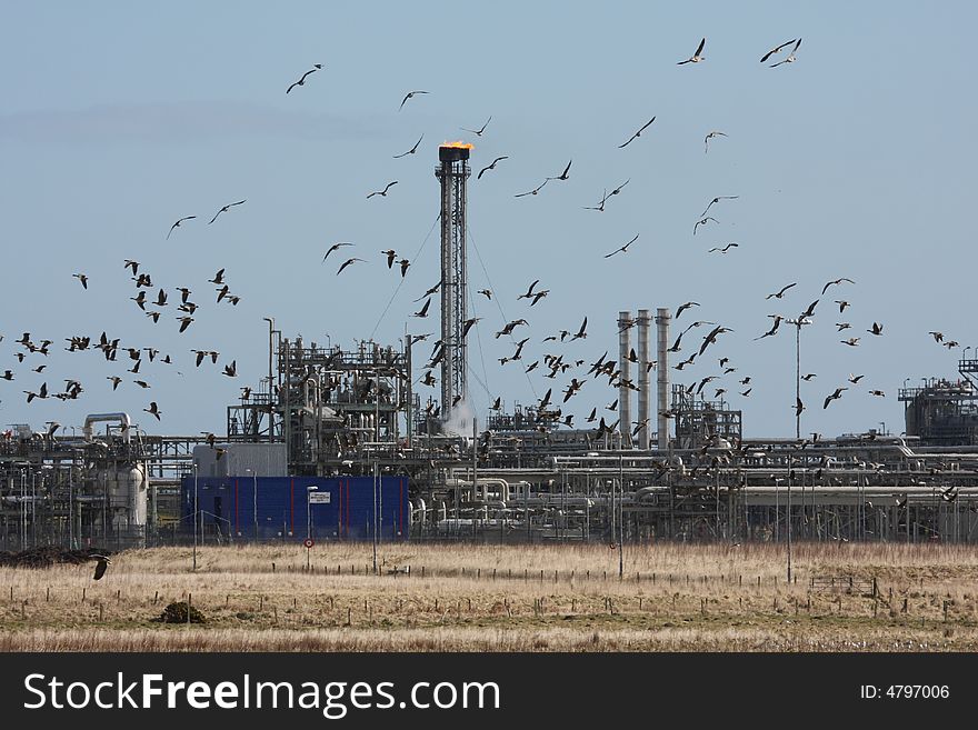 Geese at St Fergus Gas Terminal/Refinery, North of Peterhead, Scotland