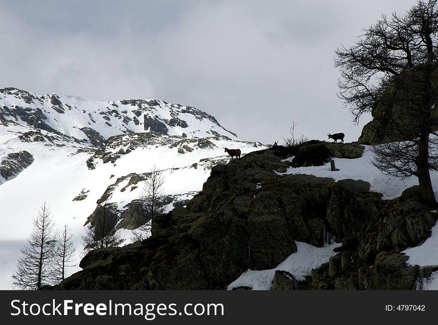 Chamois Observes The Valley From A Peak