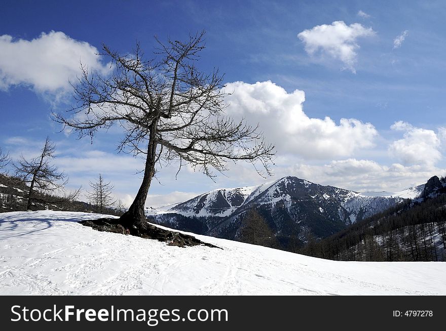 A tree rises from the land covered of snow. On the background maritime alps and a cloudy sky. A tree rises from the land covered of snow. On the background maritime alps and a cloudy sky.