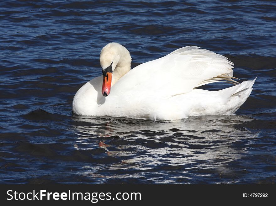 Mute swan on a pond, near Peterhead, Aberdenn, Scotland