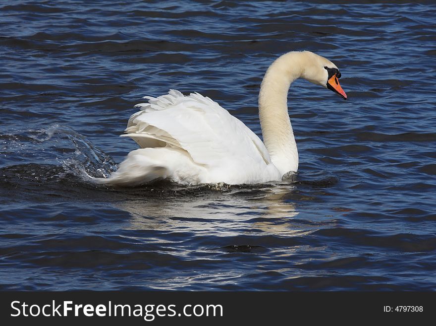 Mute swan on a pond, near Peterhead, Aberdenn, Scotland