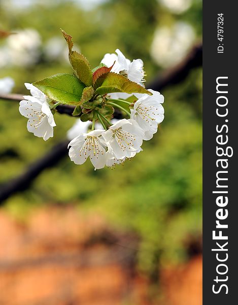 Cherry flowers on a tree