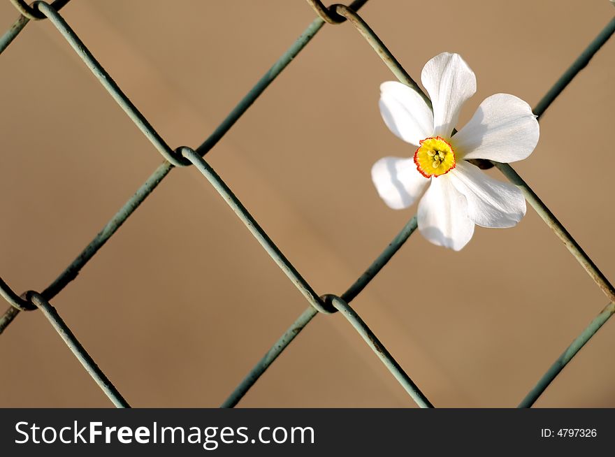 A view with a beautiful spring flower and fence