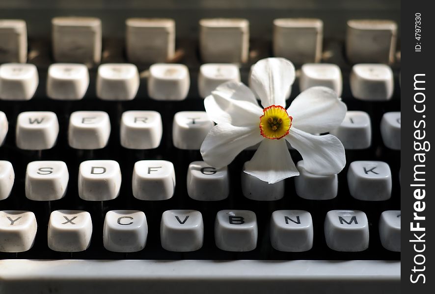 A view with a beautiful spring flower and typewriter. A view with a beautiful spring flower and typewriter
