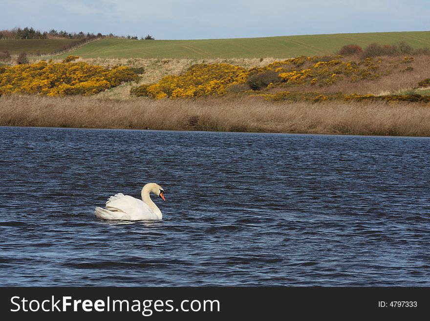 Mute Swan On A Pond