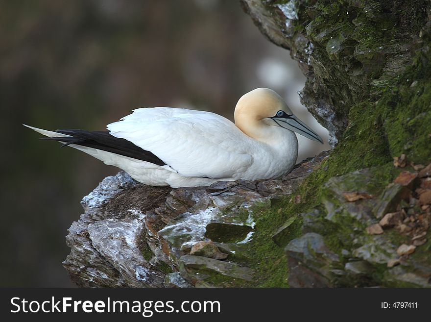 Gannet At Troup Head