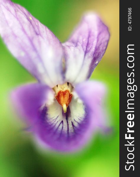 Close-up of a violet flower - focus on the center. Close-up of a violet flower - focus on the center