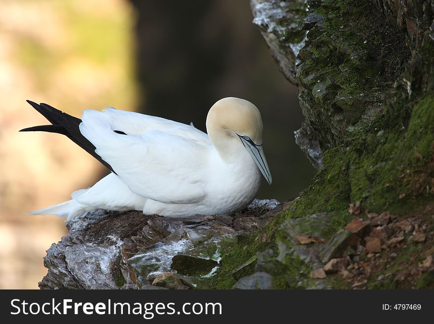 Gannet at Troup Head