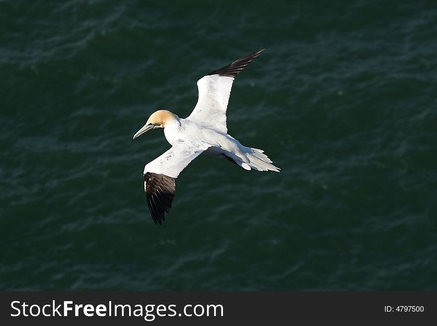 Gannet at Troup Head RSPB Reserve, Aberdeenshire, Scotland