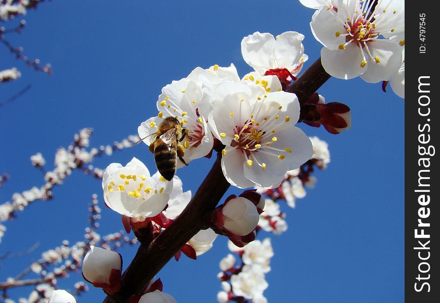 Bright spring day.  A bee collects nectar on the flowers of apricot. Bright spring day.  A bee collects nectar on the flowers of apricot.