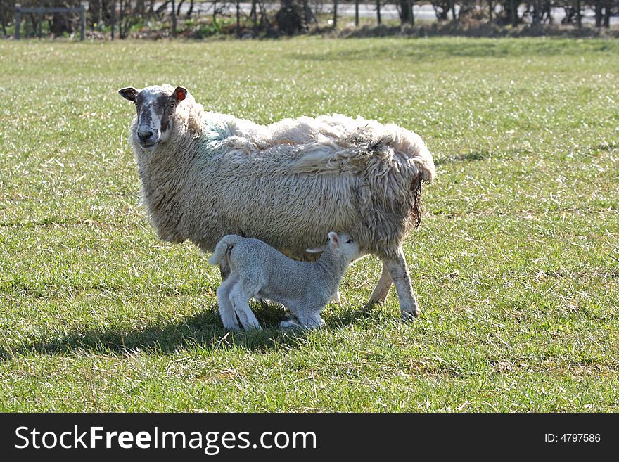 Sheep and Lamb Feeding, near Peterhead, Scotland