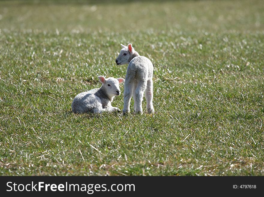 Spring lambs in a field near Peterhead, Scotland