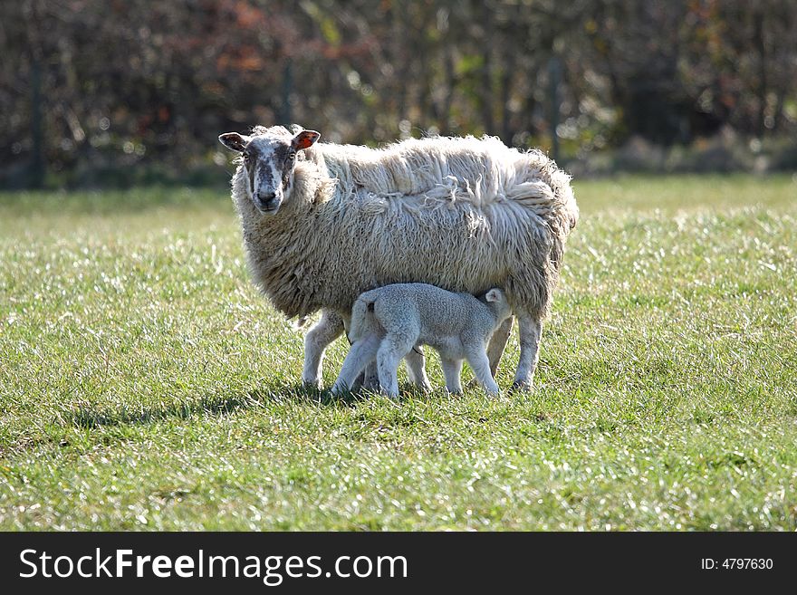 Sheep and Lamb Feeding, near Peterhead, Scotland