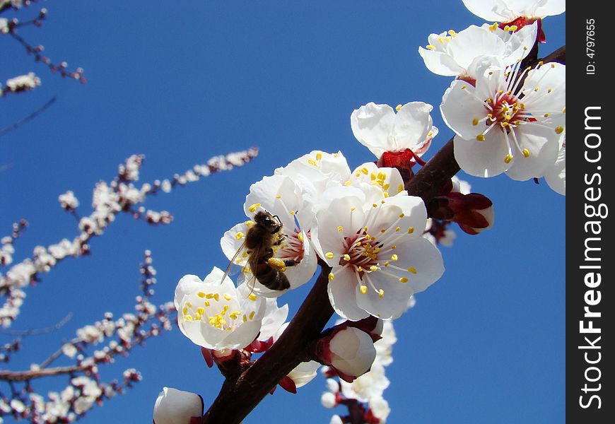 Bright spring day. A bee collects nectar on the flowers of apricot. Bright spring day. A bee collects nectar on the flowers of apricot.