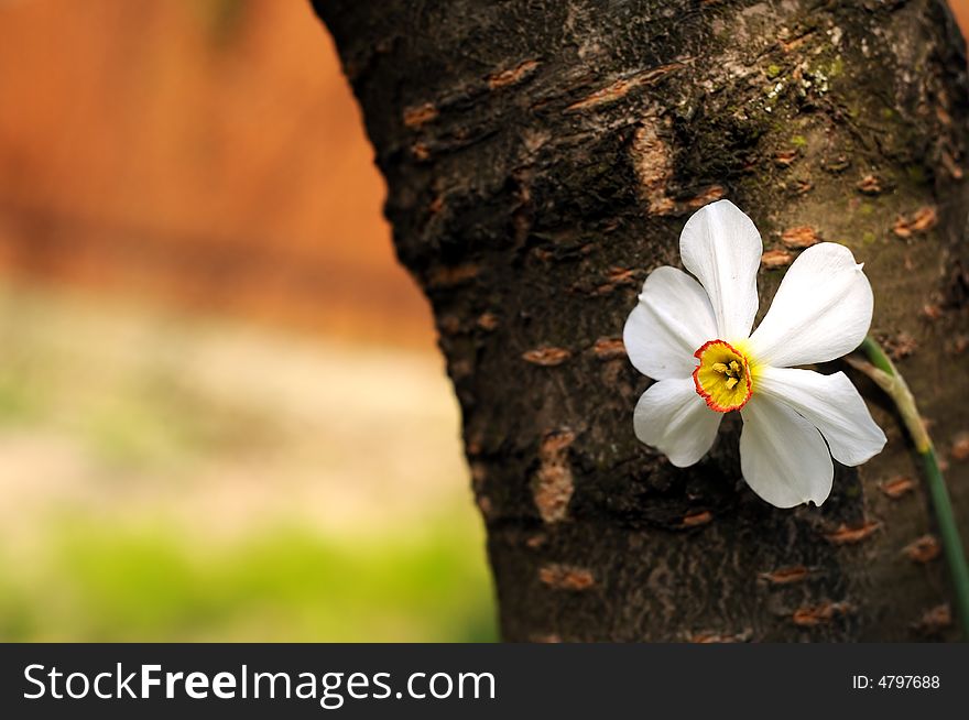 Spring flower leaning on a tree