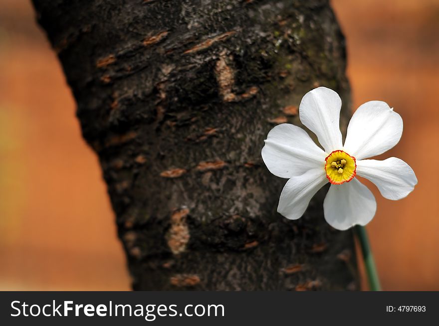 Spring flower leaning on a tree