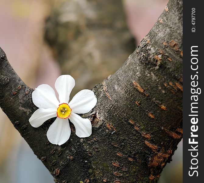 Spring flower leaning on a tree