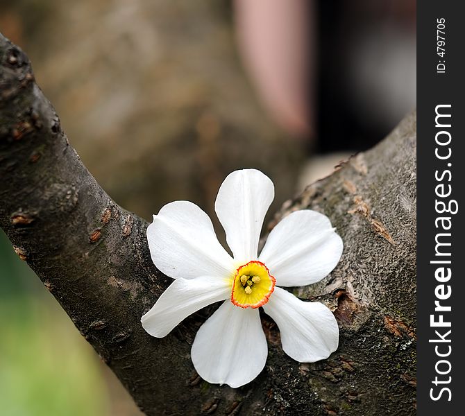 Spring flower leaning on a tree