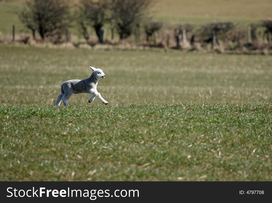 Spring lamb in a field near Peterhead, Scotland