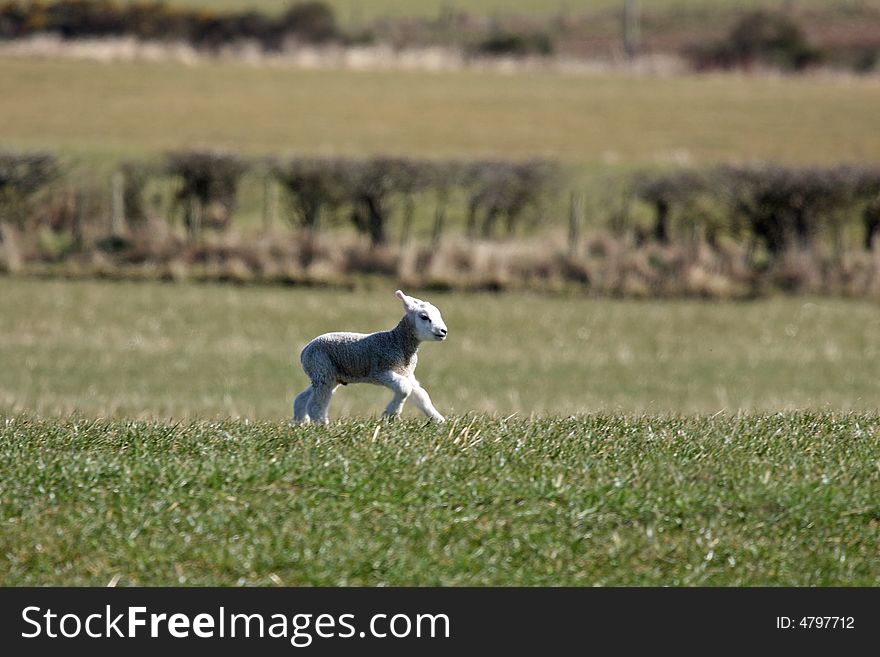 Spring lamb in a field near Peterhead, Scotland