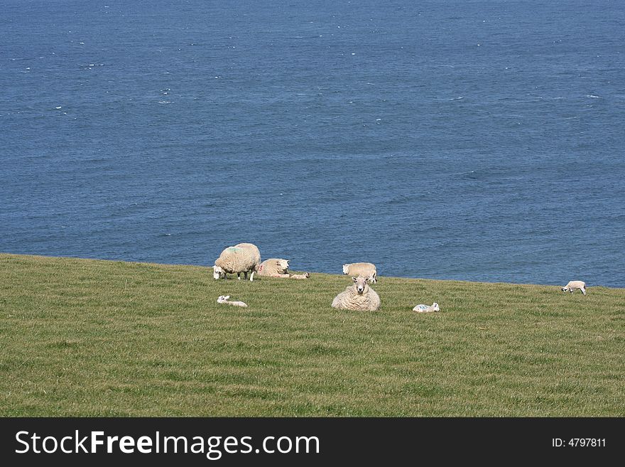 Sheep In A Filed Beside The Ocean