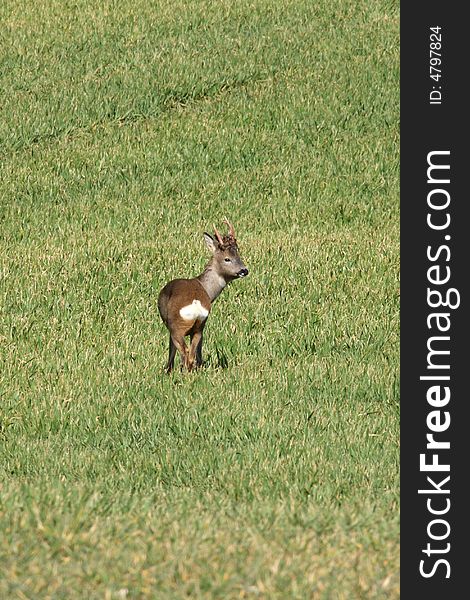 Red deer in a field near Peterhead, Scotland