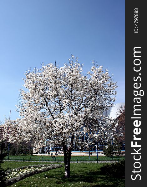 A beautiful tree with white flowers in a sunny day. A beautiful tree with white flowers in a sunny day