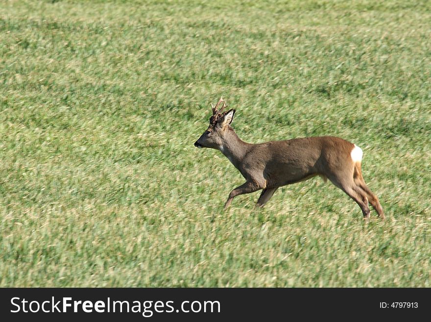 Red deer in a field near Peterhead, Scotland