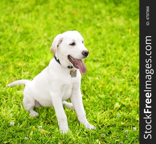 Cute little dog staying on grass looking to the side. the breed is labrador mixed white cream color. Cute little dog staying on grass looking to the side. the breed is labrador mixed white cream color