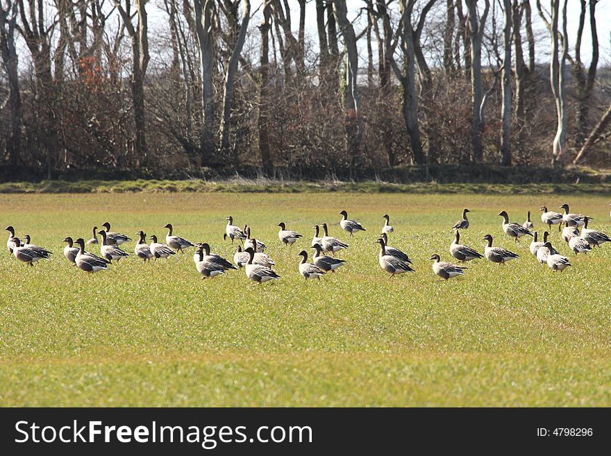 Geese feeding