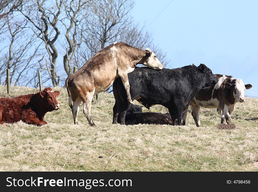 Mating Cows